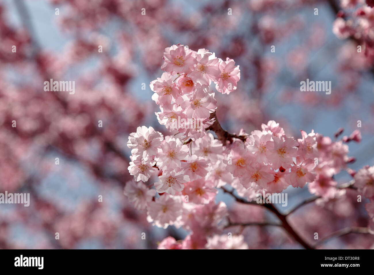 Sakura or pink cherry blossom in spring, Japan Stock Photo
