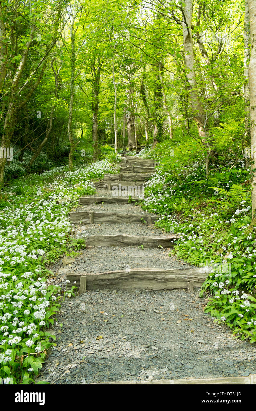 Path Leading through forest, Dorset Stock Photo