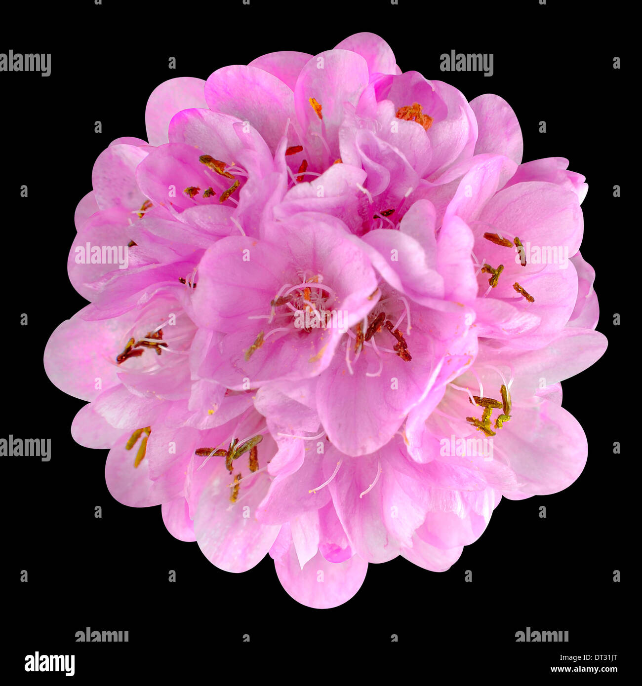 Small Pink Flower - Ball Dombeya Isolated on Black Background Stock Photo