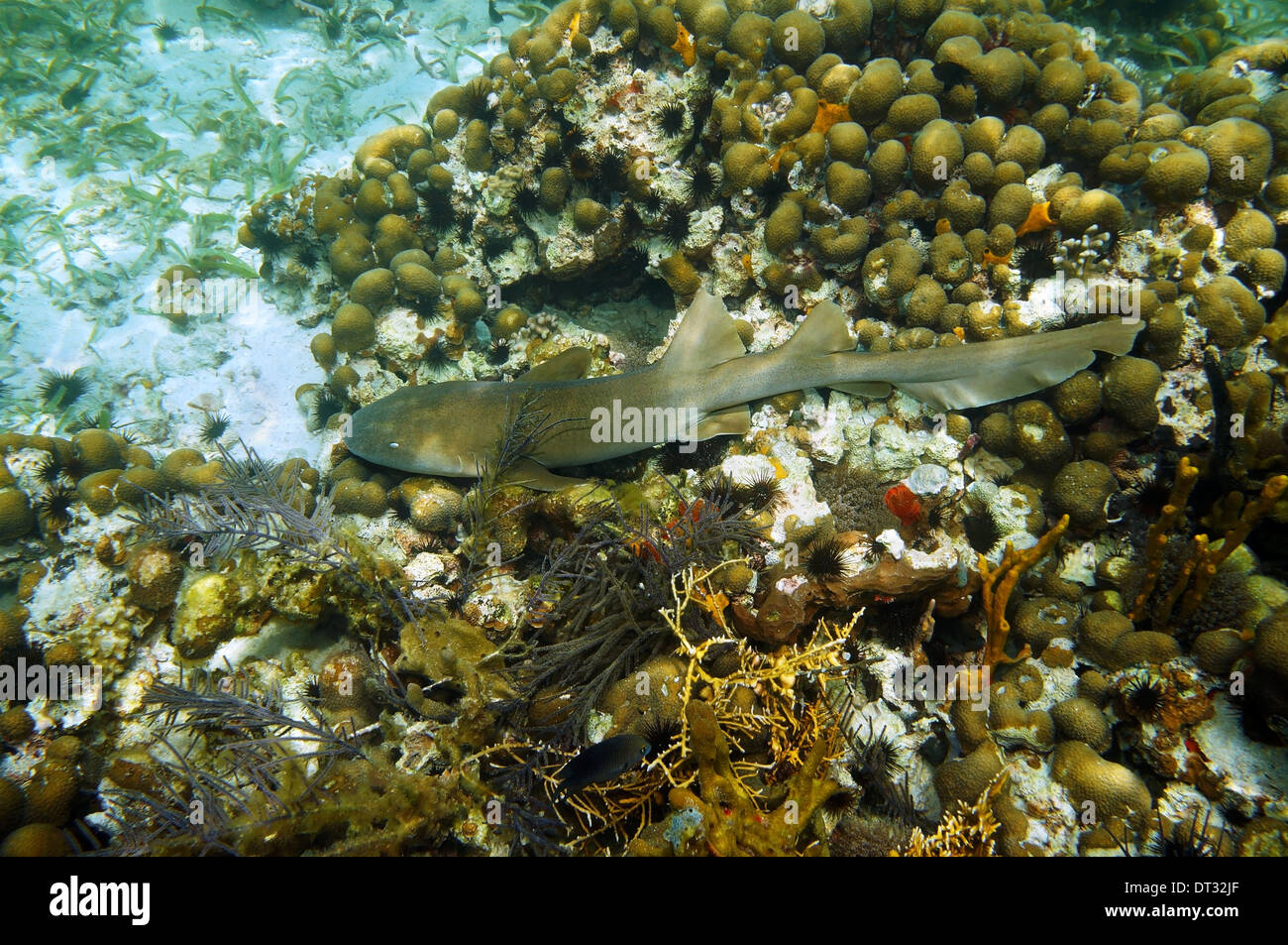 Nurse shark, Ginglymostoma cirratum on a coral reef, Caribbean sea, Belize Stock Photo
