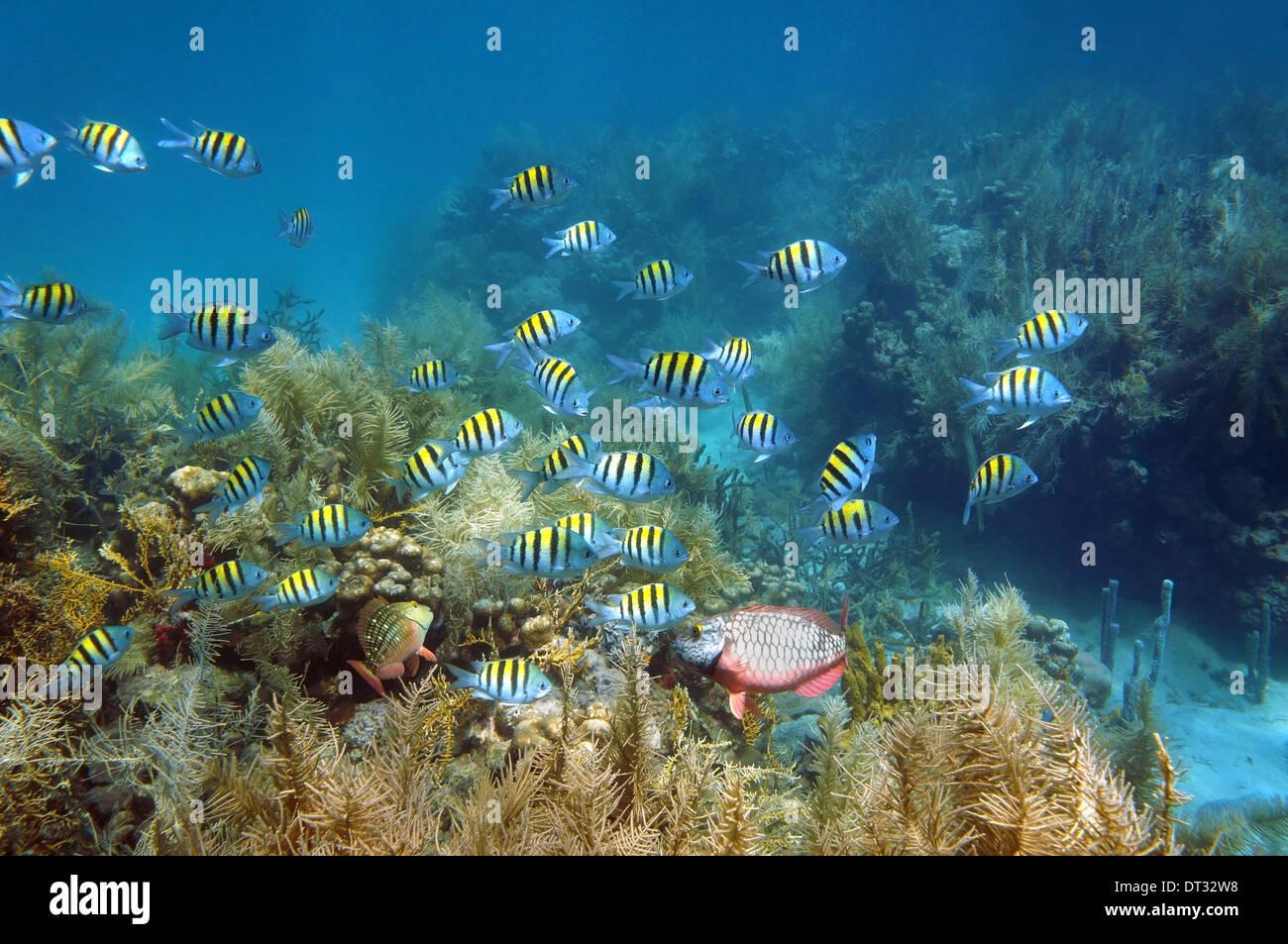 Shoal of fish Sergeant major on a coral reef seabed, Caribbean sea, Martinique Stock Photo