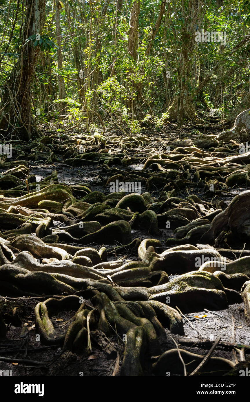Strange tree roots in the tropical forest of Panama, Bocas del Toro, Central America Stock Photo