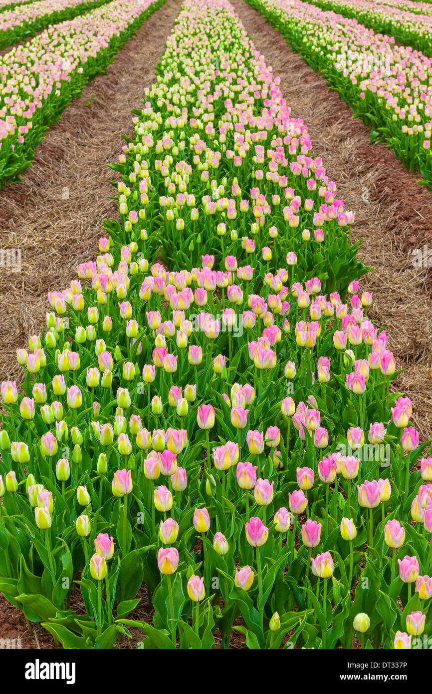 Rows of colorful spring tulips Stock Photo - Alamy