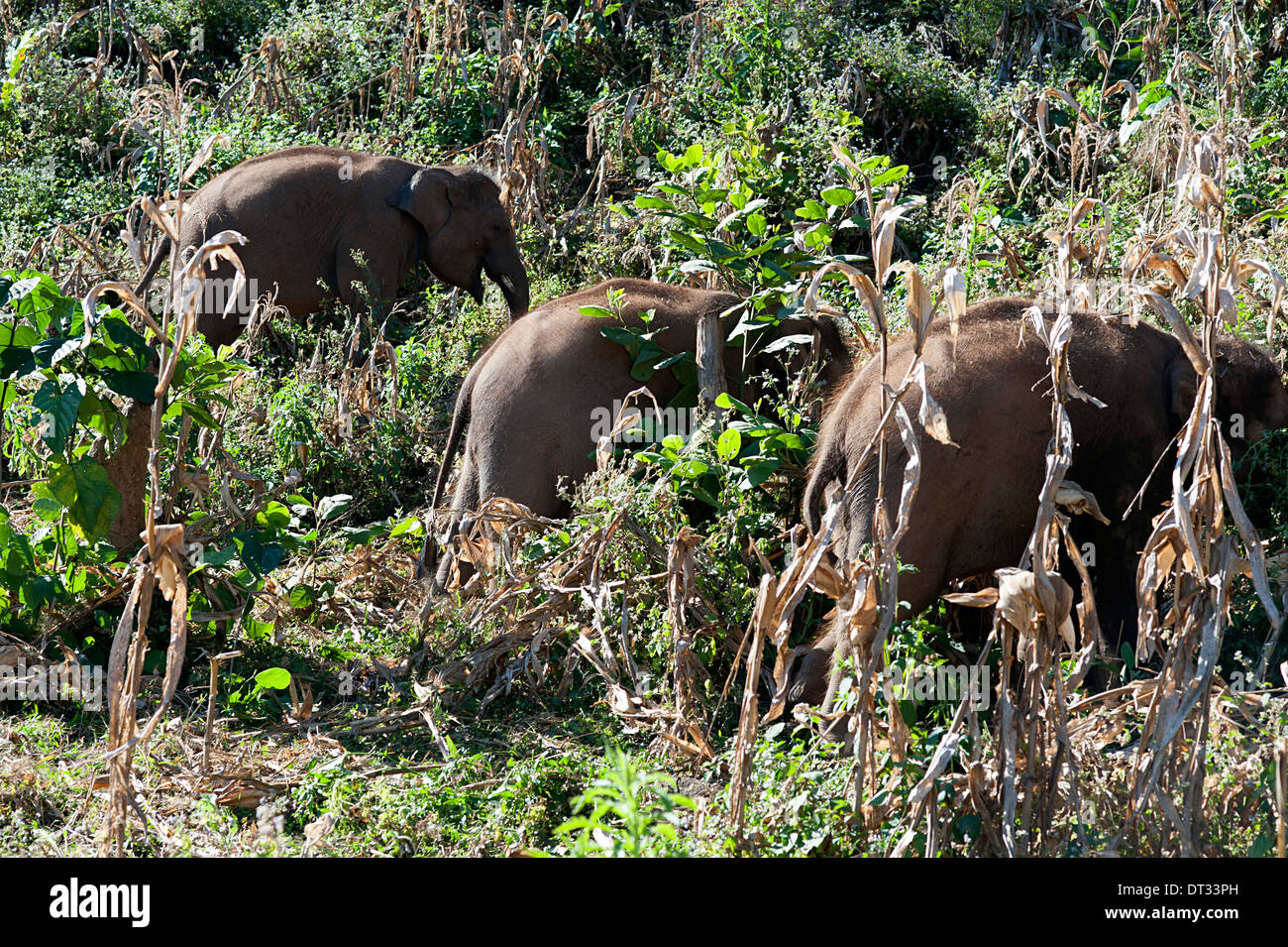 Three young elephants enjoy a day devouring the habitat in the cornfields in Huay Pakoot, Northern Thailand. Stock Photo