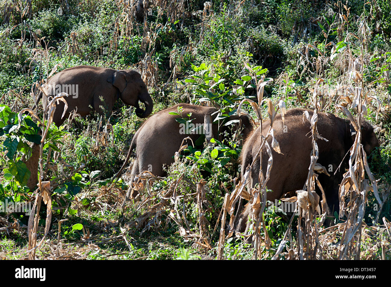 Three young elephants enjoy a day devouring the habitat in the cornfields in  Huay Pakoot, Northern Thailand. Stock Photo