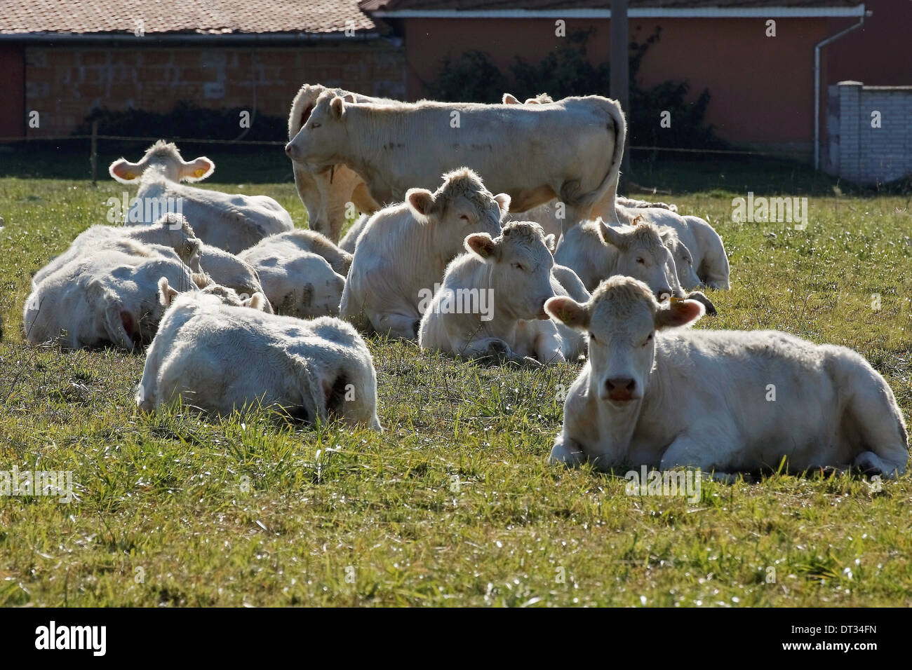 Herd of cows resting Stock Photo - Alamy