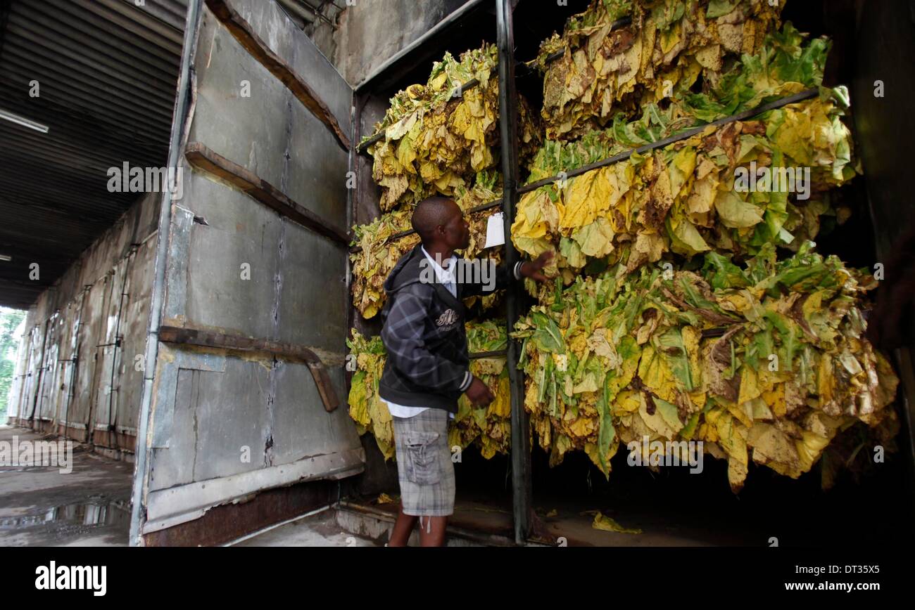 Harare Zimbabwe. 7th Feb 2014. A farm worker hangs harvested