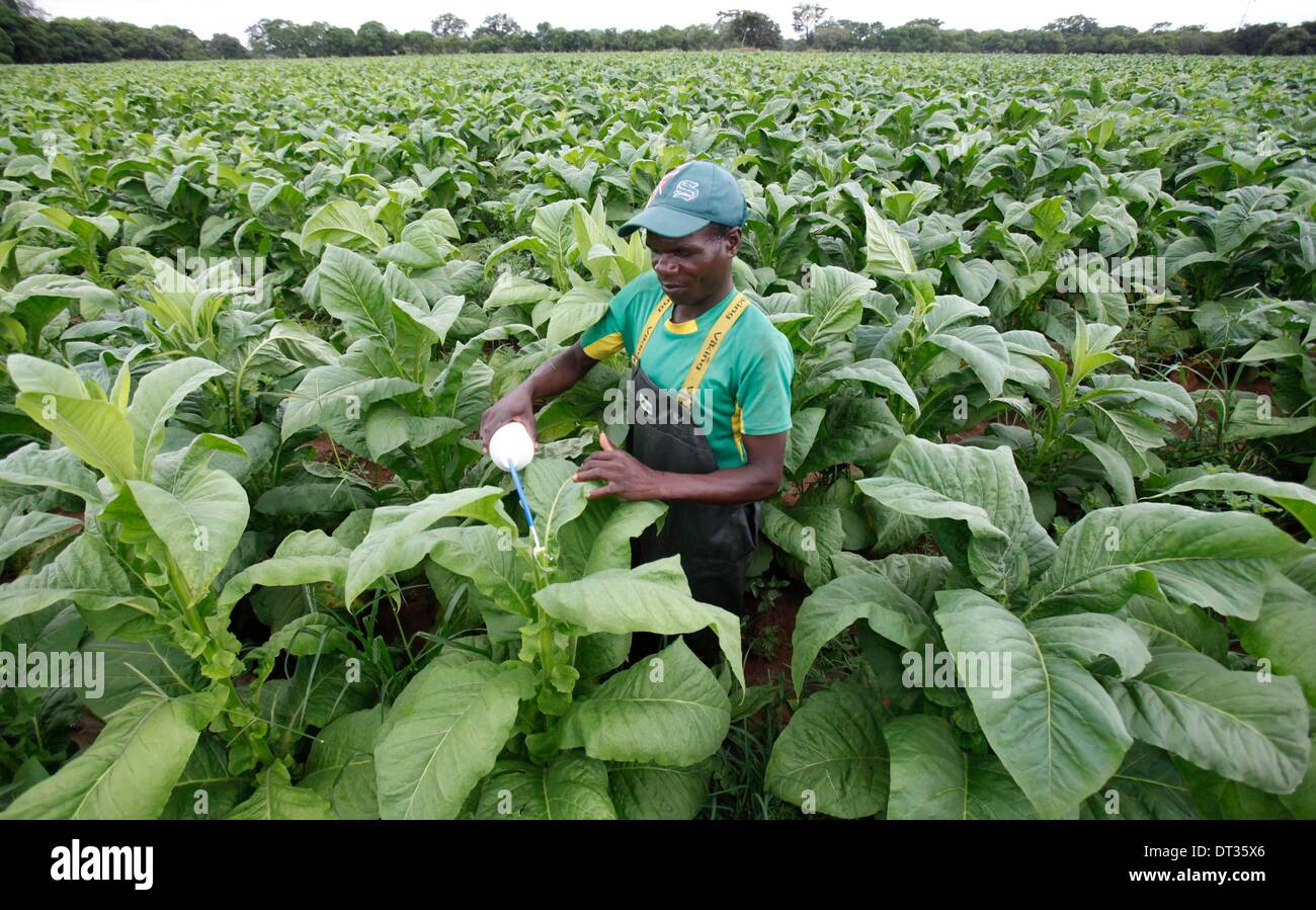 Zimbabwe farm worker hi-res stock photography and images - Alamy