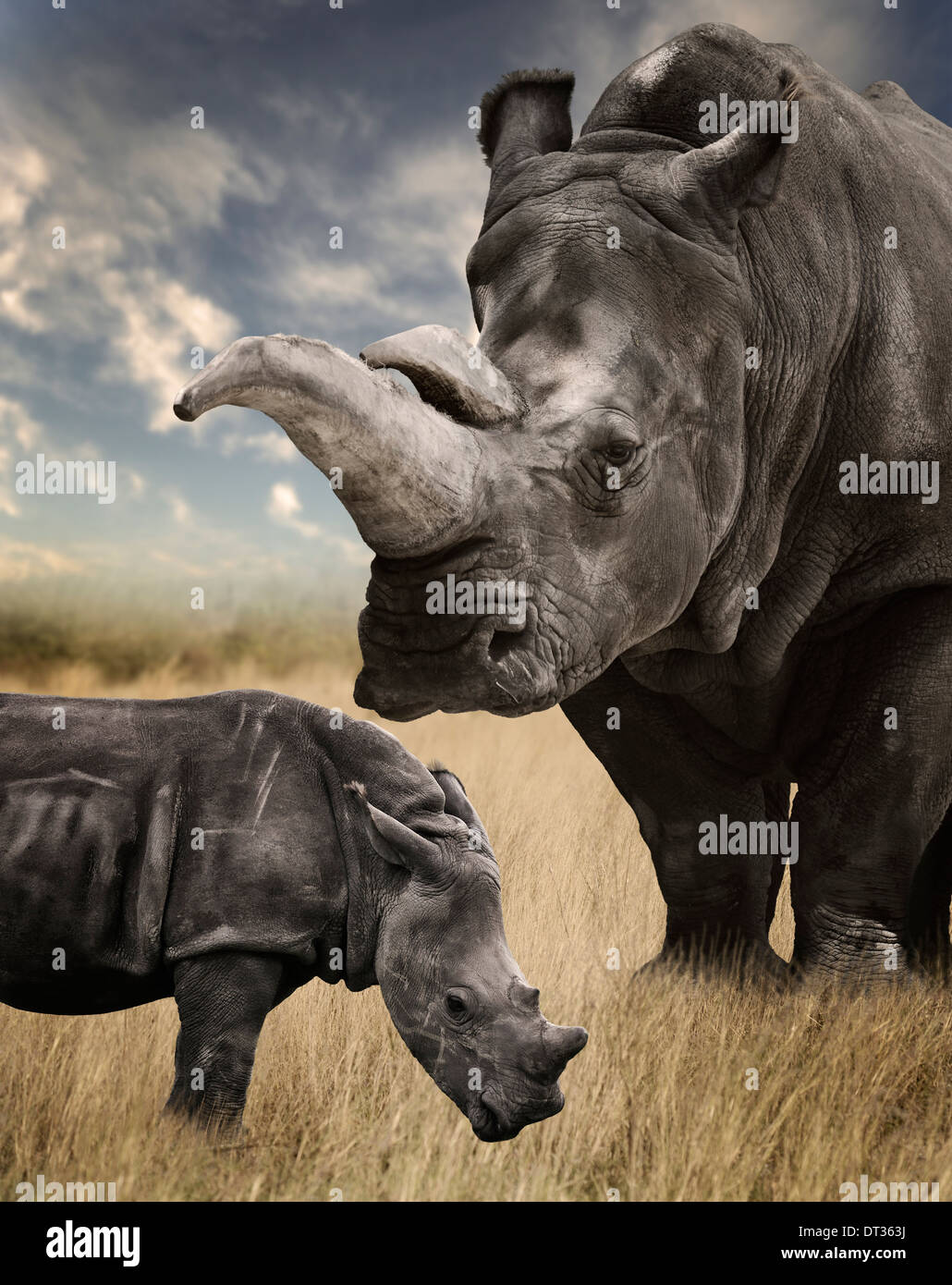 Mother And Baby White Rhino Grazing Stock Photo
