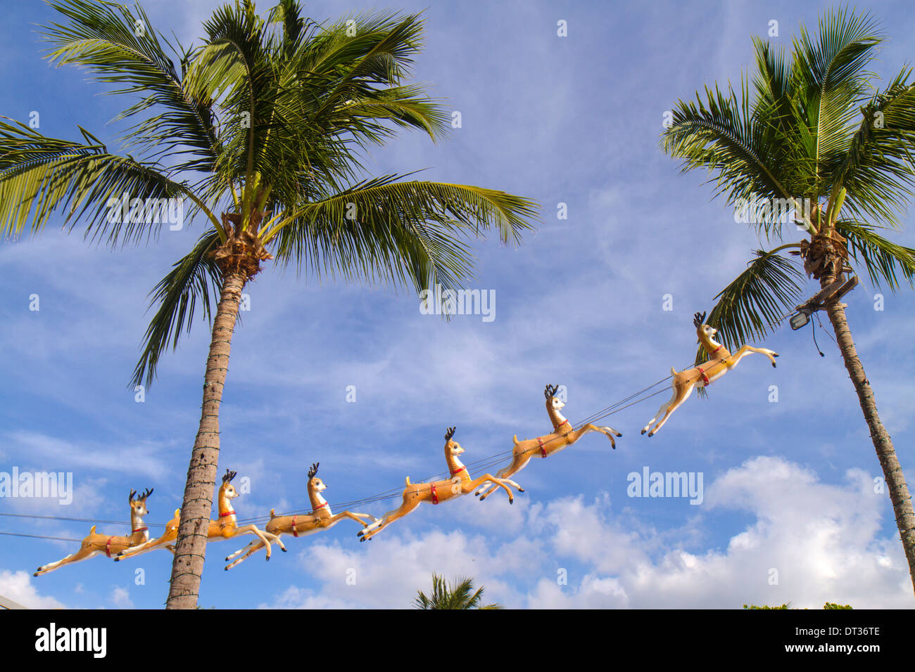 Florida Sanibel Captiva Barrier Island,Christmas,Christmastime,palm trees,reindeer,humor,humorous,humour,decoration,visitors travel traveling tour tou Stock Photo