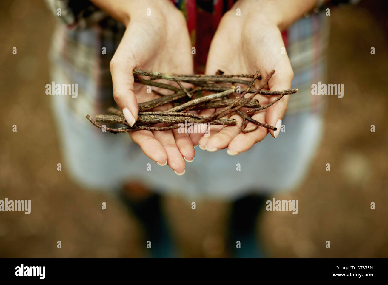 small bunch of twigs kindling for the camp fire Stock Photo