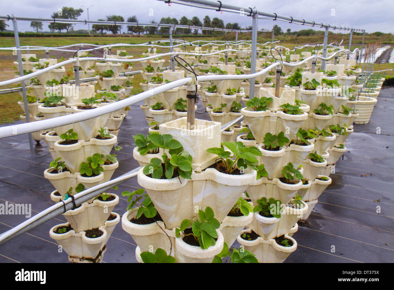 Florida Ave Maria,Collier Family Farms,hydroponics,hydroculture,farming,potted plants,irrigation,visitors travel traveling tour tourist tourism landma Stock Photo