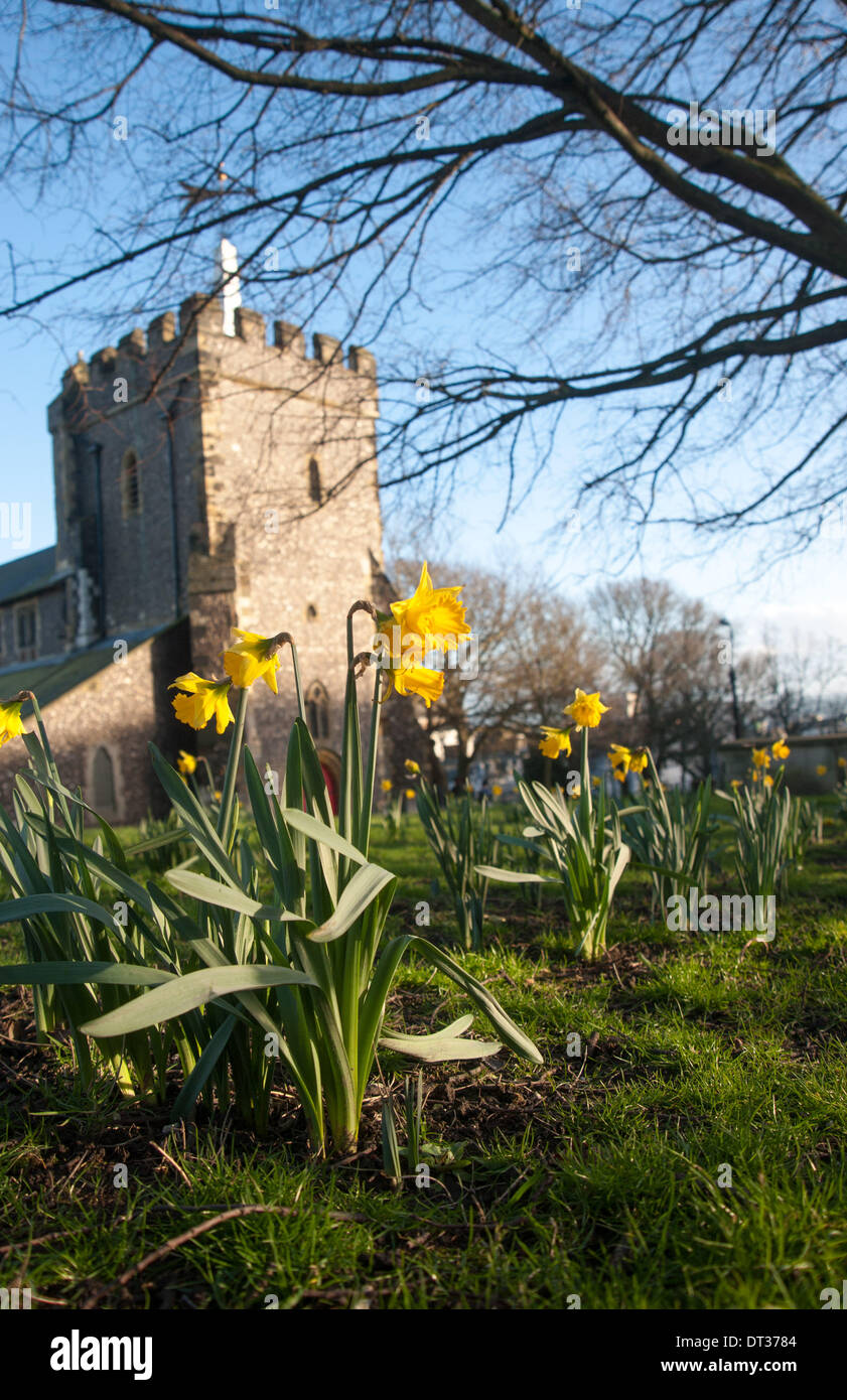 A rare glimpse of Spring like weather brought out the daffodils in the ...
