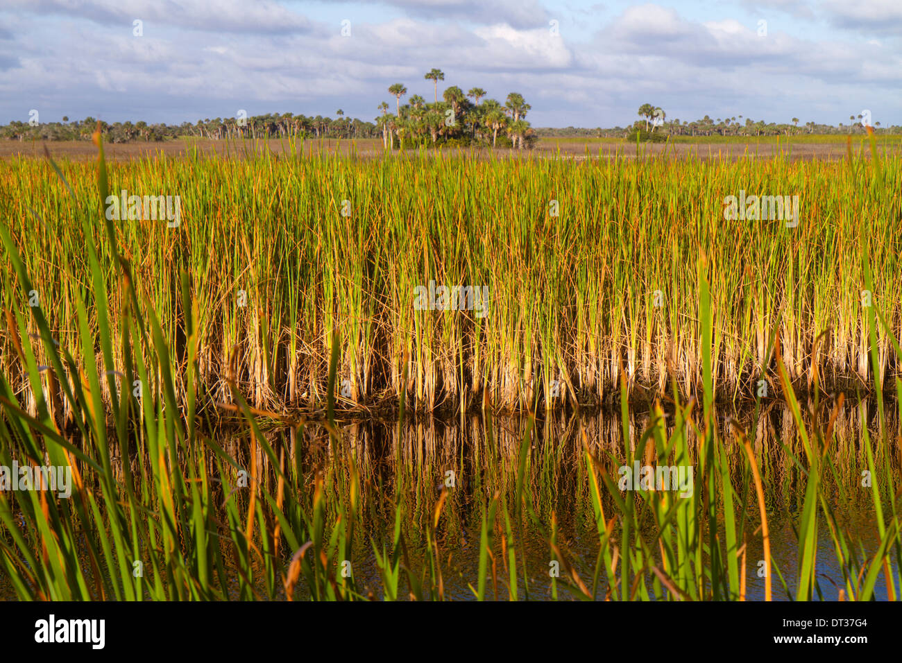Florida,Everglades,Big Cypress National Preserve,Tamiami Trail,US 41,sawgrass,palm tree hammock,FL131109141 Stock Photo