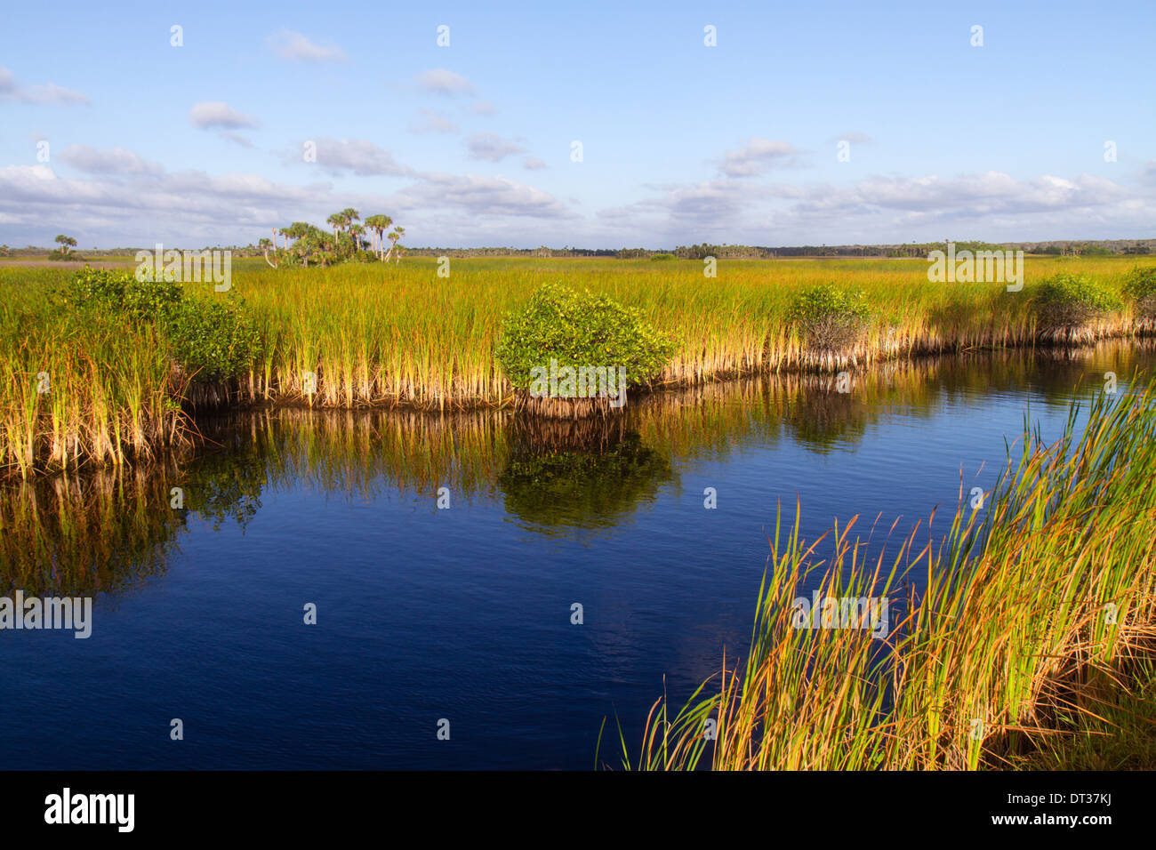 Florida,Everglades,Big Cypress National Preserve,Tamiami Trail,US 41,sawgrass,palm tree hammock,water,mangrove,FL131109147 Stock Photo