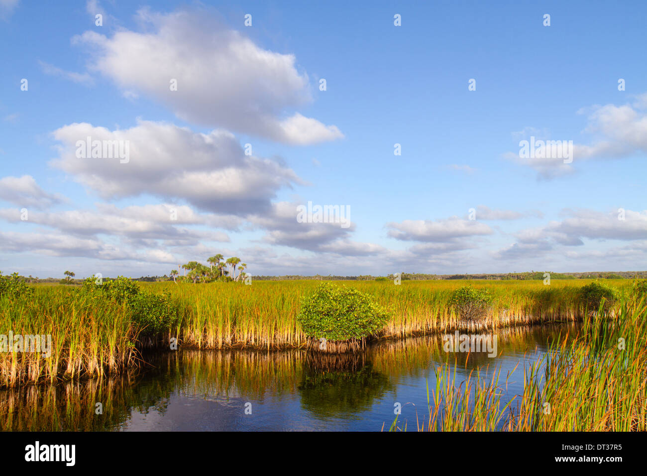 Florida Everglades,Big Cypress National Preserve,Tamiami Trail,US 41,sawgrass,palm tree trees hammock,water,mangrove,visitors travel traveling tour to Stock Photo