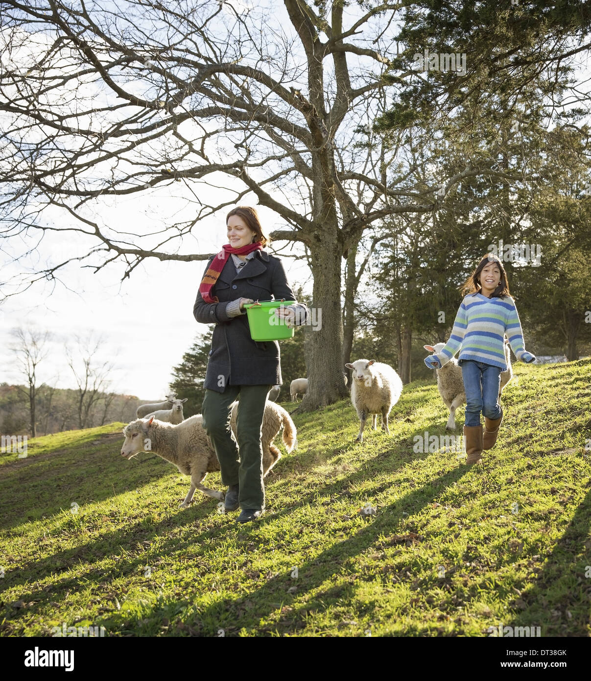 A woman with a bucket feeding the sheep at an animal sanctuary. Two children in the field. Stock Photo