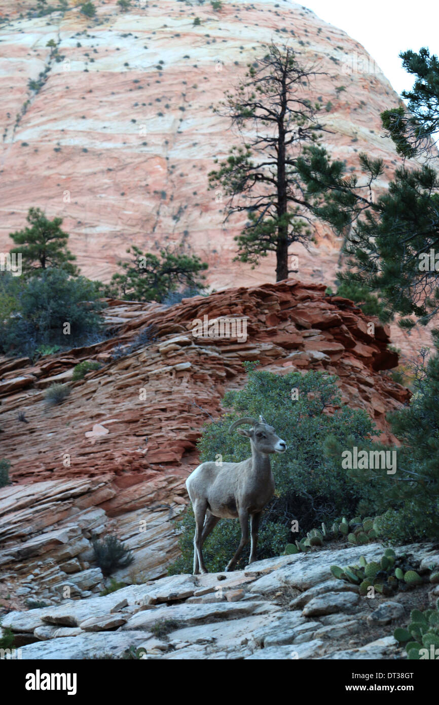 Desert Bighorn sheep in Zion National Park Utah Stock Photo