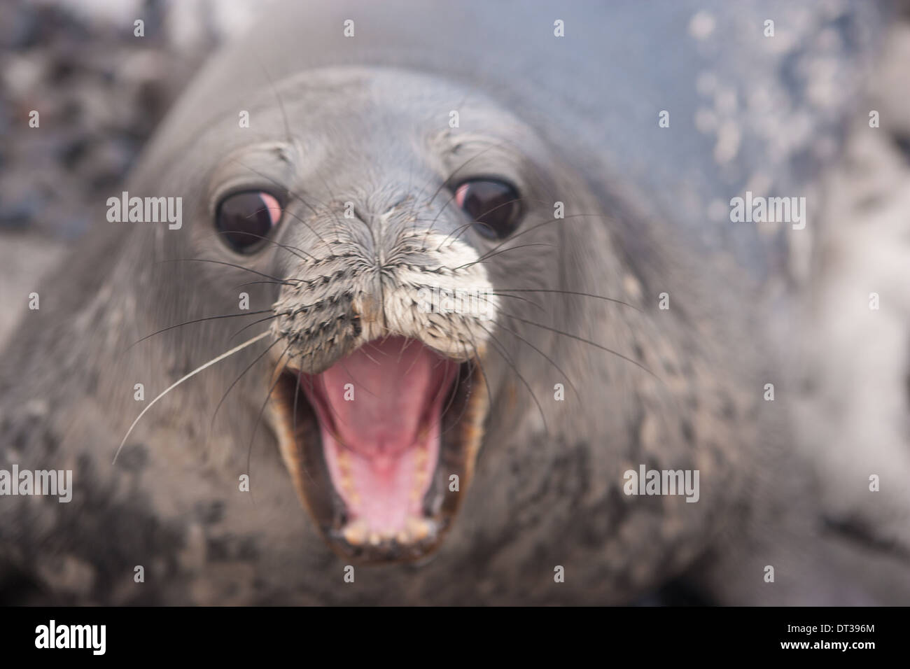 Weddell Seal Pup Antarctica Stock Photo Alamy   Weddell Seal Pup Antarctica DT396M 