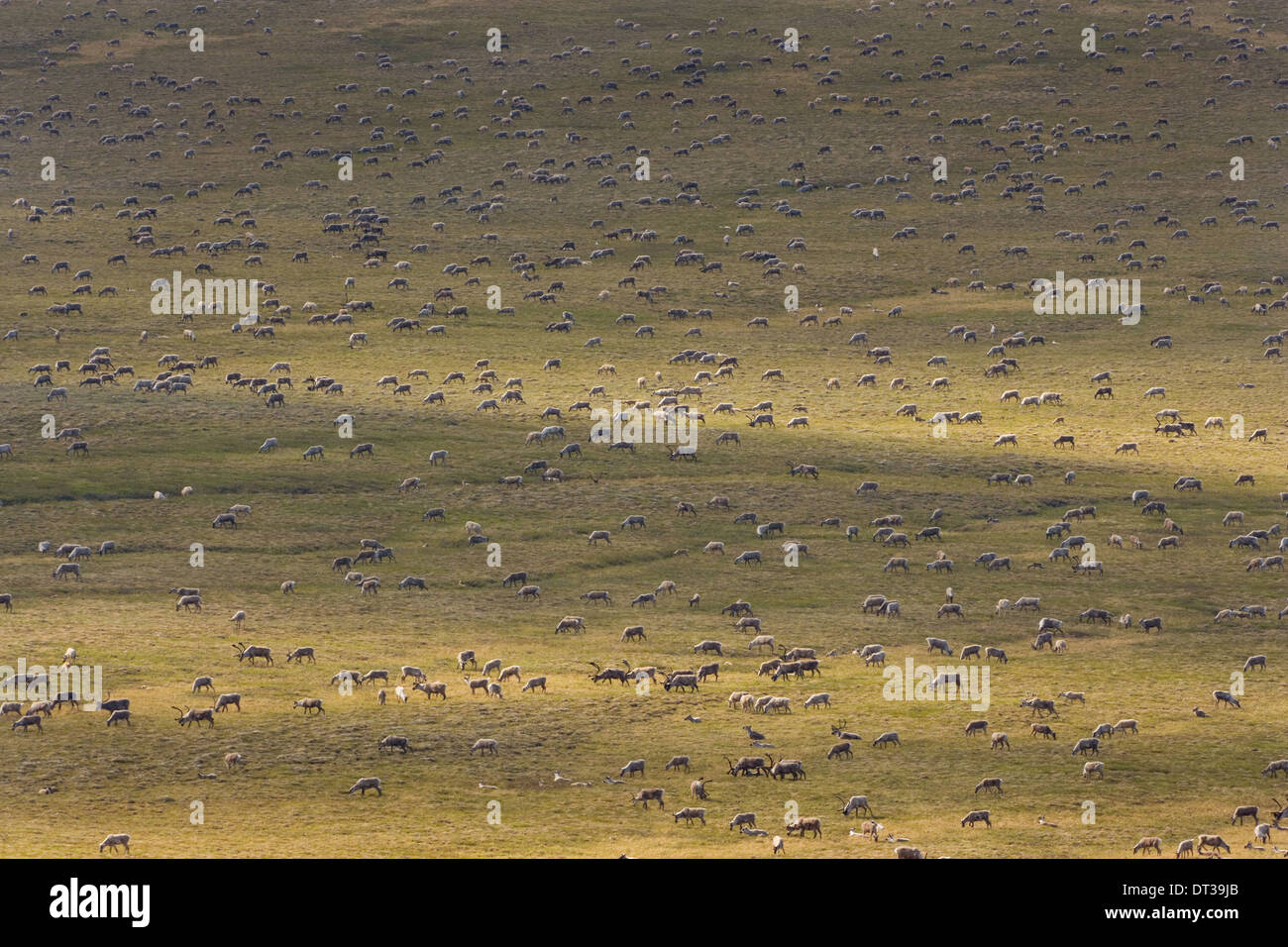 Porcupine caribou animals, a herd of animals migrating across the Arctic Plains in Alaska. Stock Photo