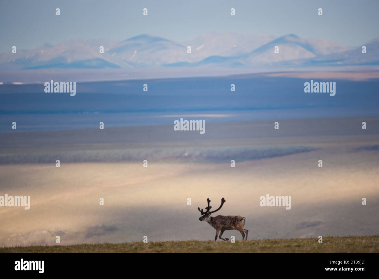 Caribou, Arctic National Wildlife Refuge, Alaska, USA Stock Photo