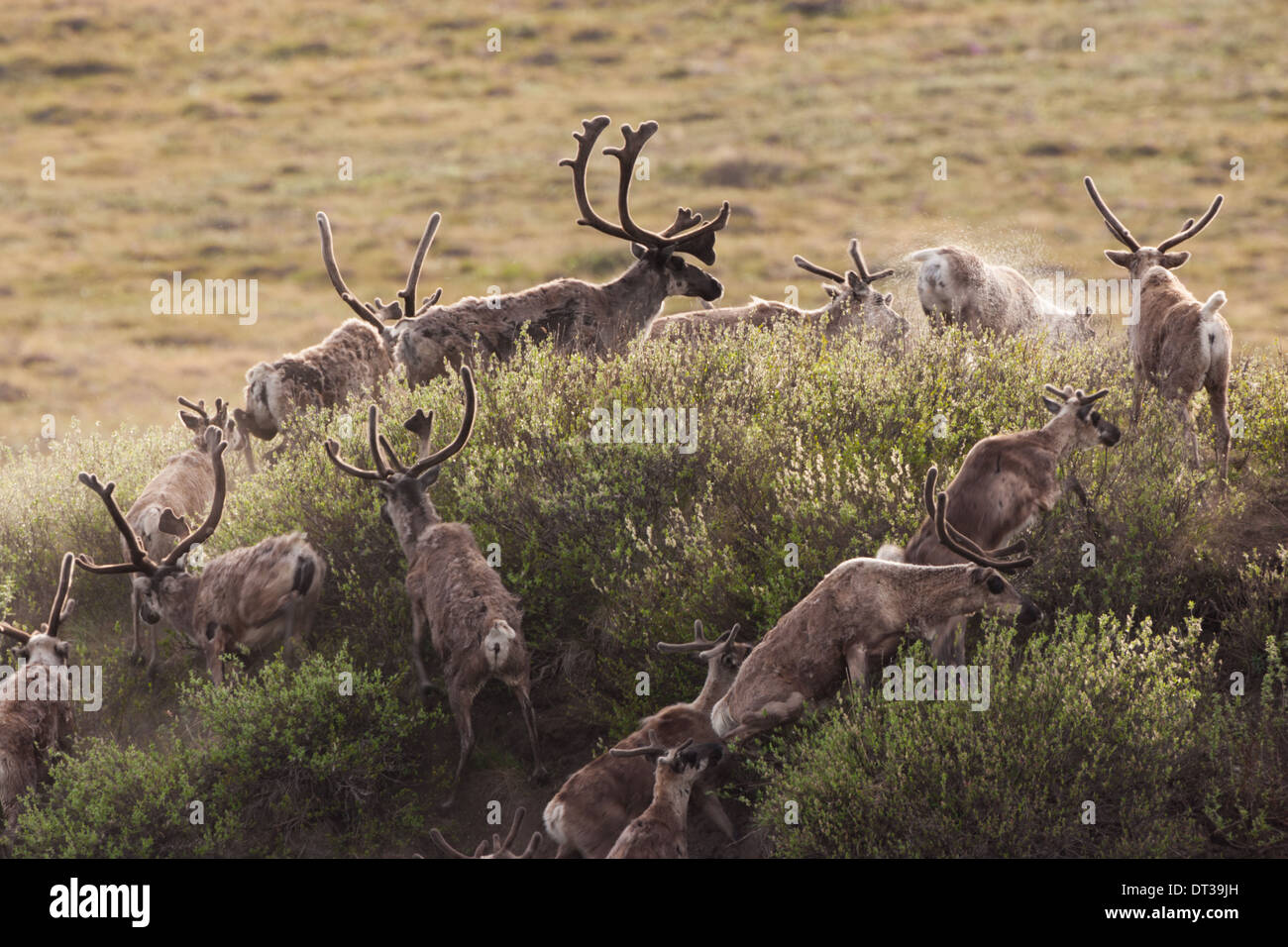Caribou migrate through the Arctic National Wildlife Refuge, Alaska, USA Stock Photo