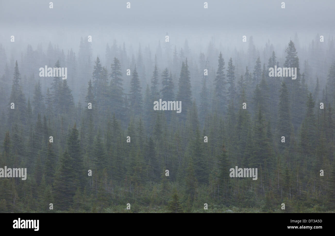 Snow storm in the forests of Jasper National Park, Alberta, Canada
