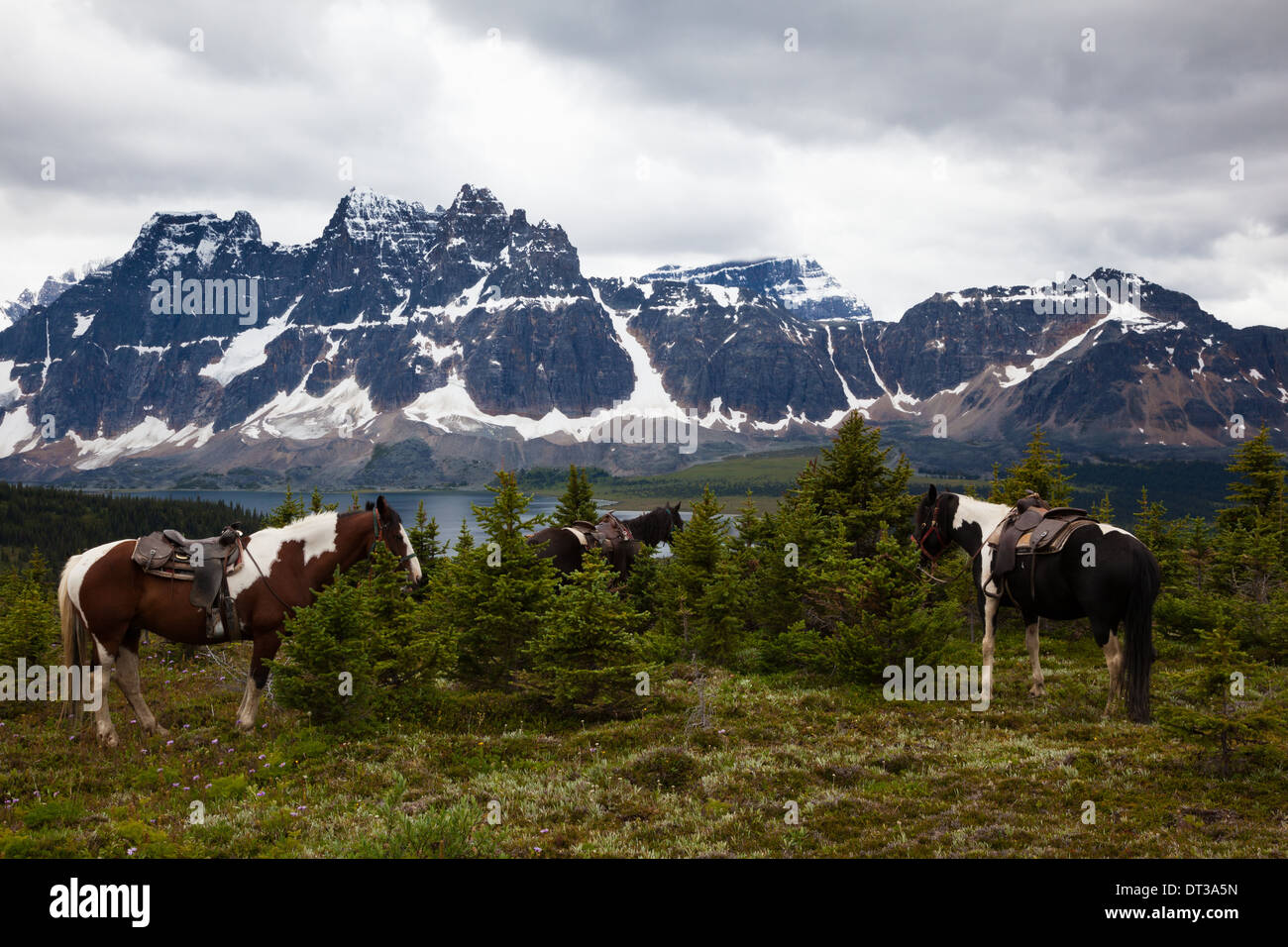 Horses, Jasper National Park, Alberta, Canada Stock Photo