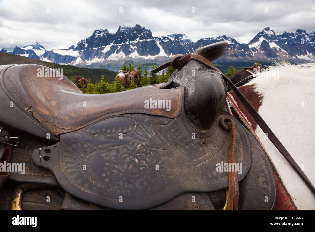 Horses, Jasper National Park, Alberta, Canada Stock Photo