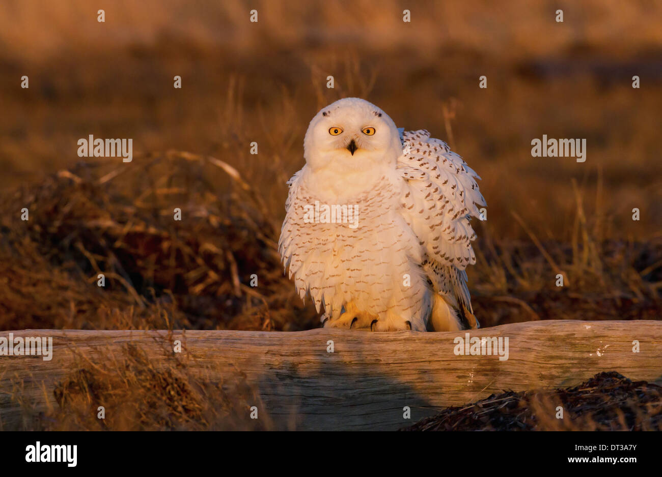 Snowy owl, George C. Reifel Bird Sanctuary, British Columbia, Canada Stock Photo