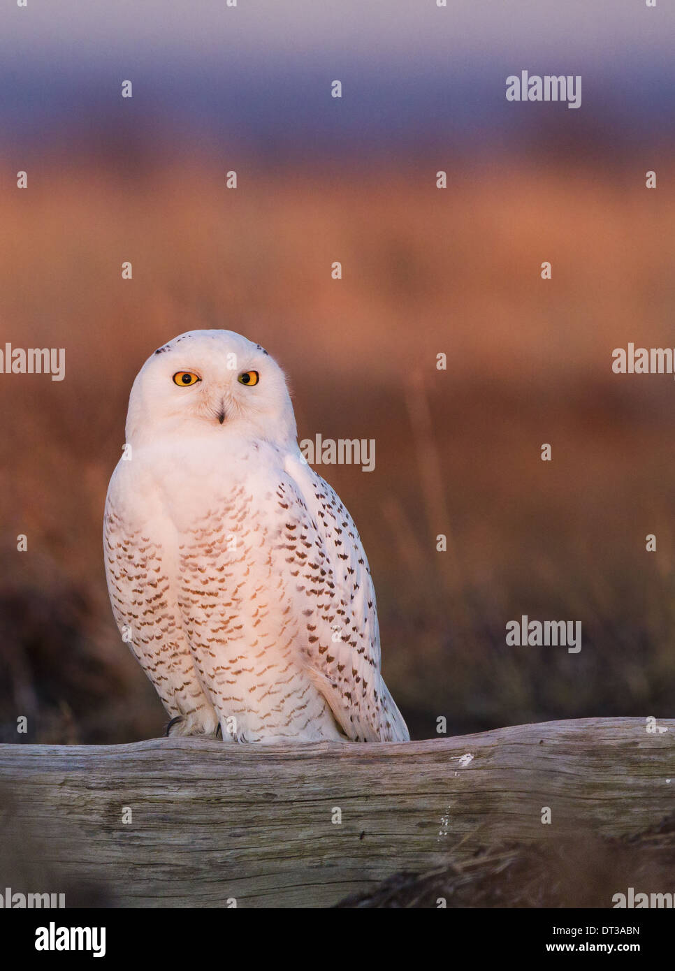 Snowy owl, George C. Reifel Bird Sanctuary, British Columbia, Canada Stock Photo