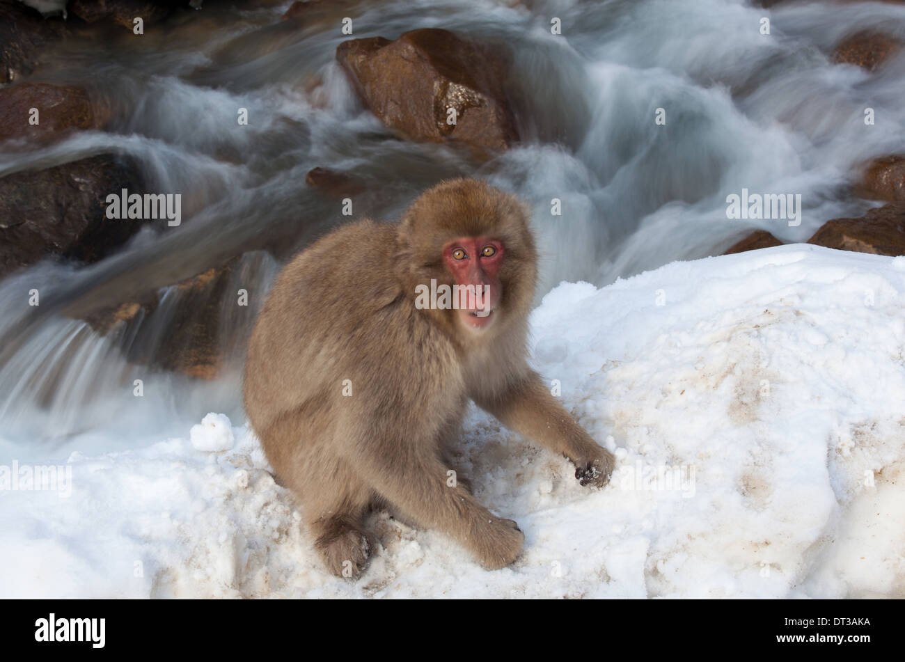 Japanese macaque, Honshu Island, Japan Stock Photo