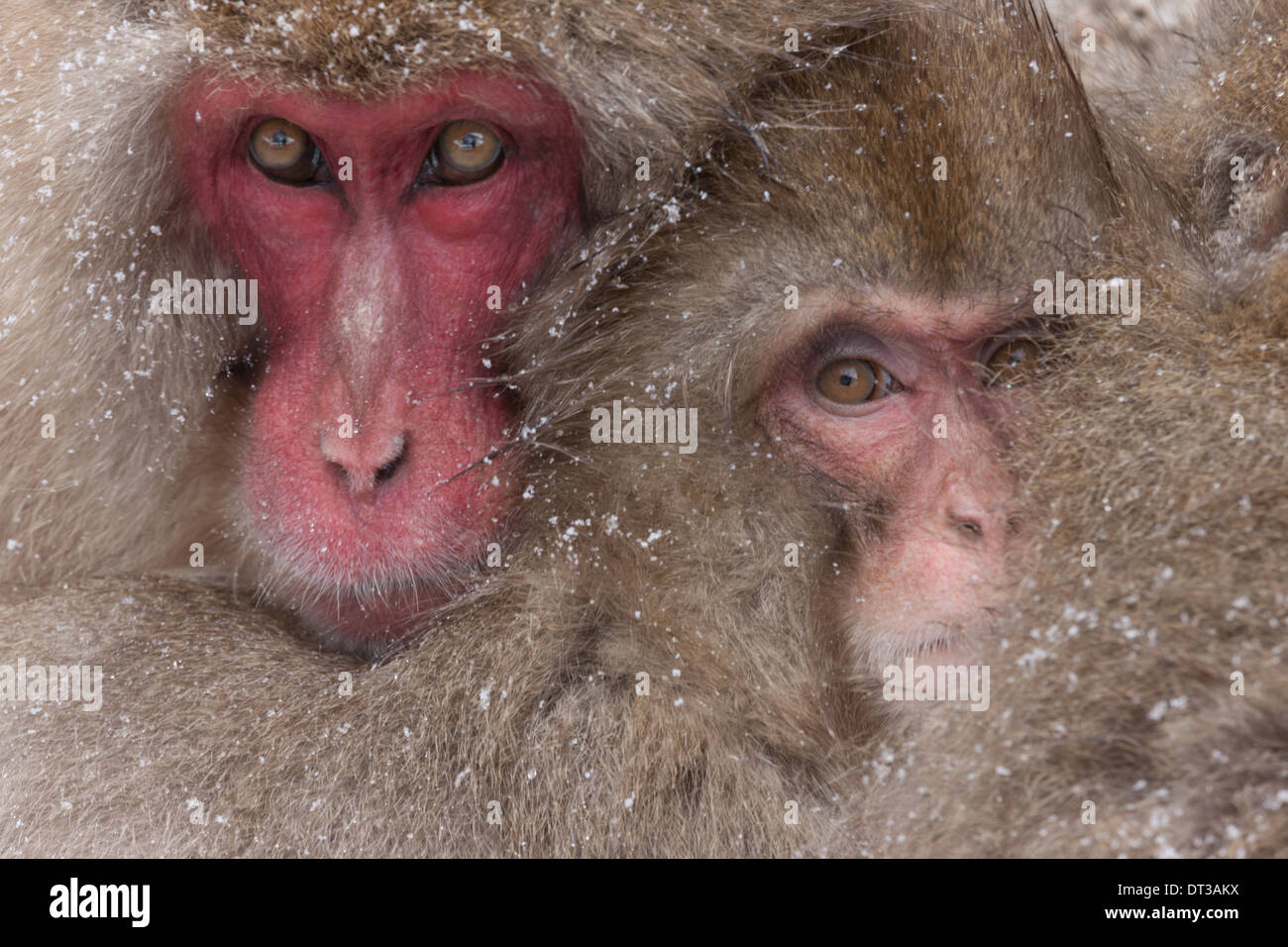 Japanese macaques, Honshu Island, Japan Stock Photo