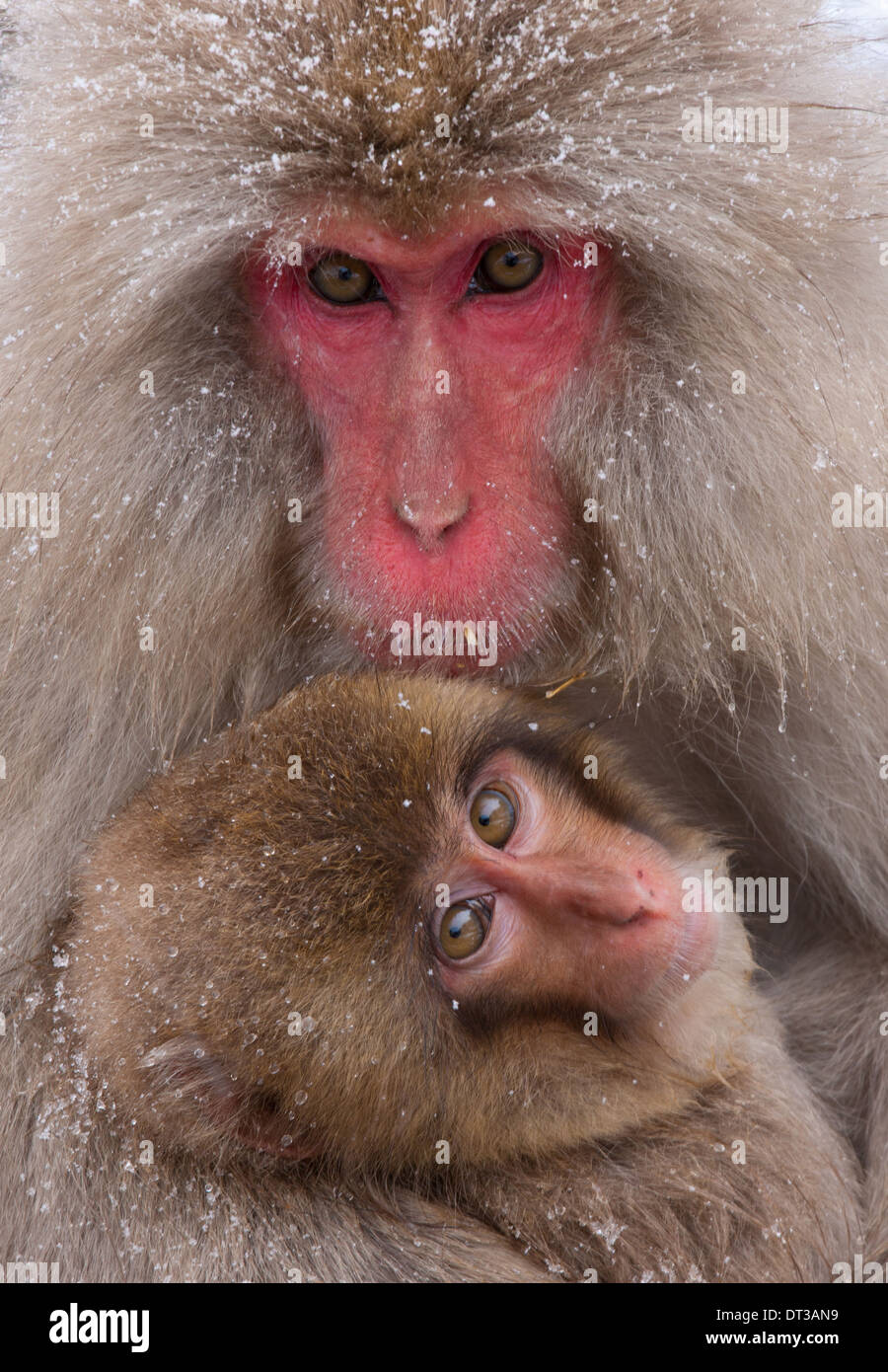 Part japan alps hi-res stock photography and images - Alamy