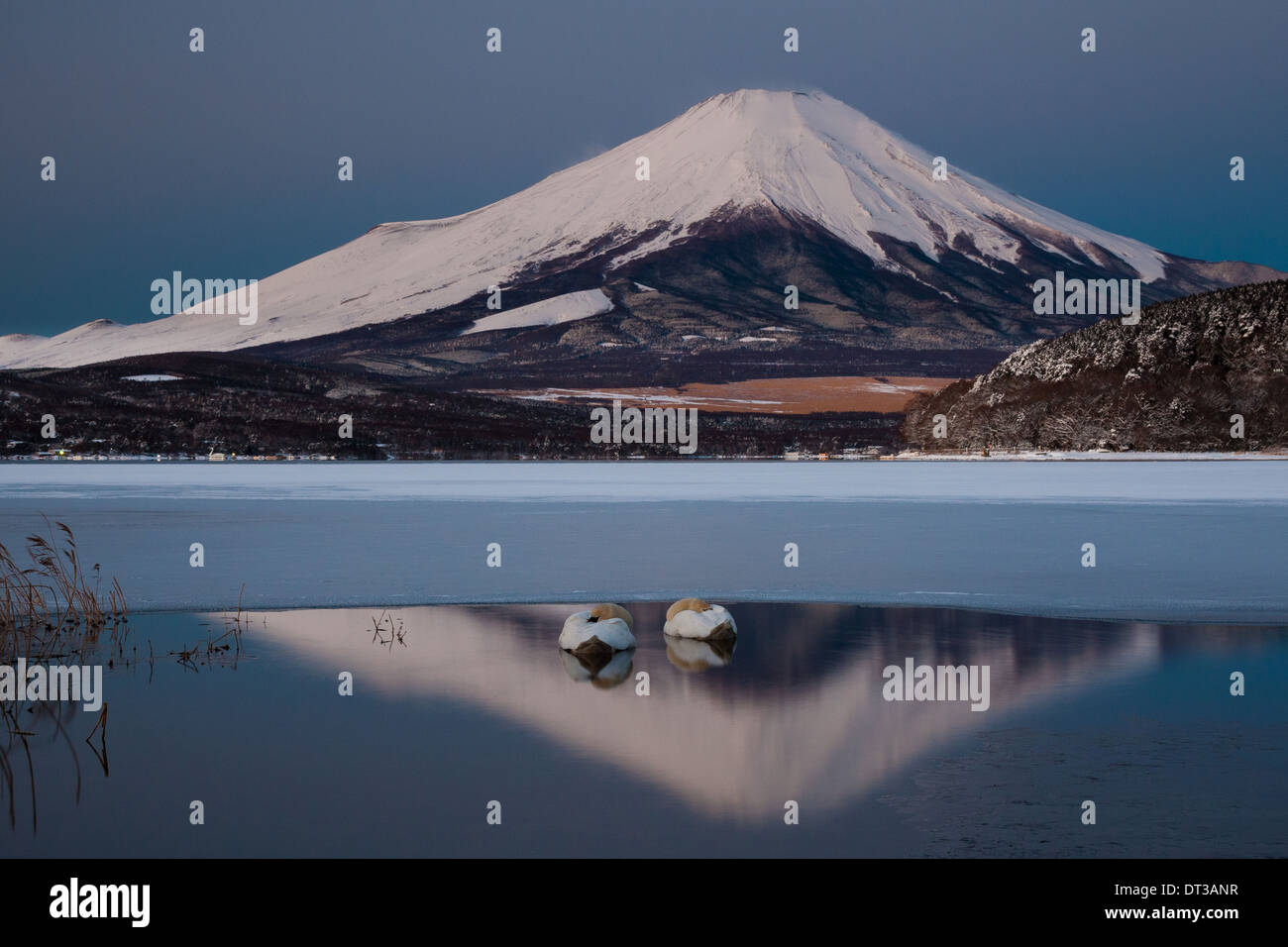 A pair of mute swans in Lake Kawaguchi in the reflection of Mt. Fuji, Japan Stock Photo