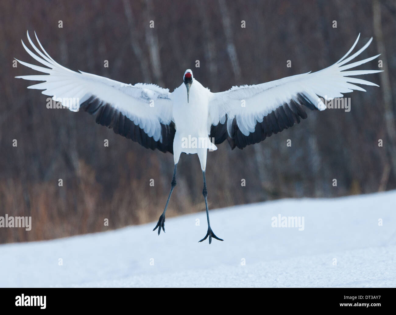 Japanese crane, Hokkaido, Japan Stock Photo Alamy