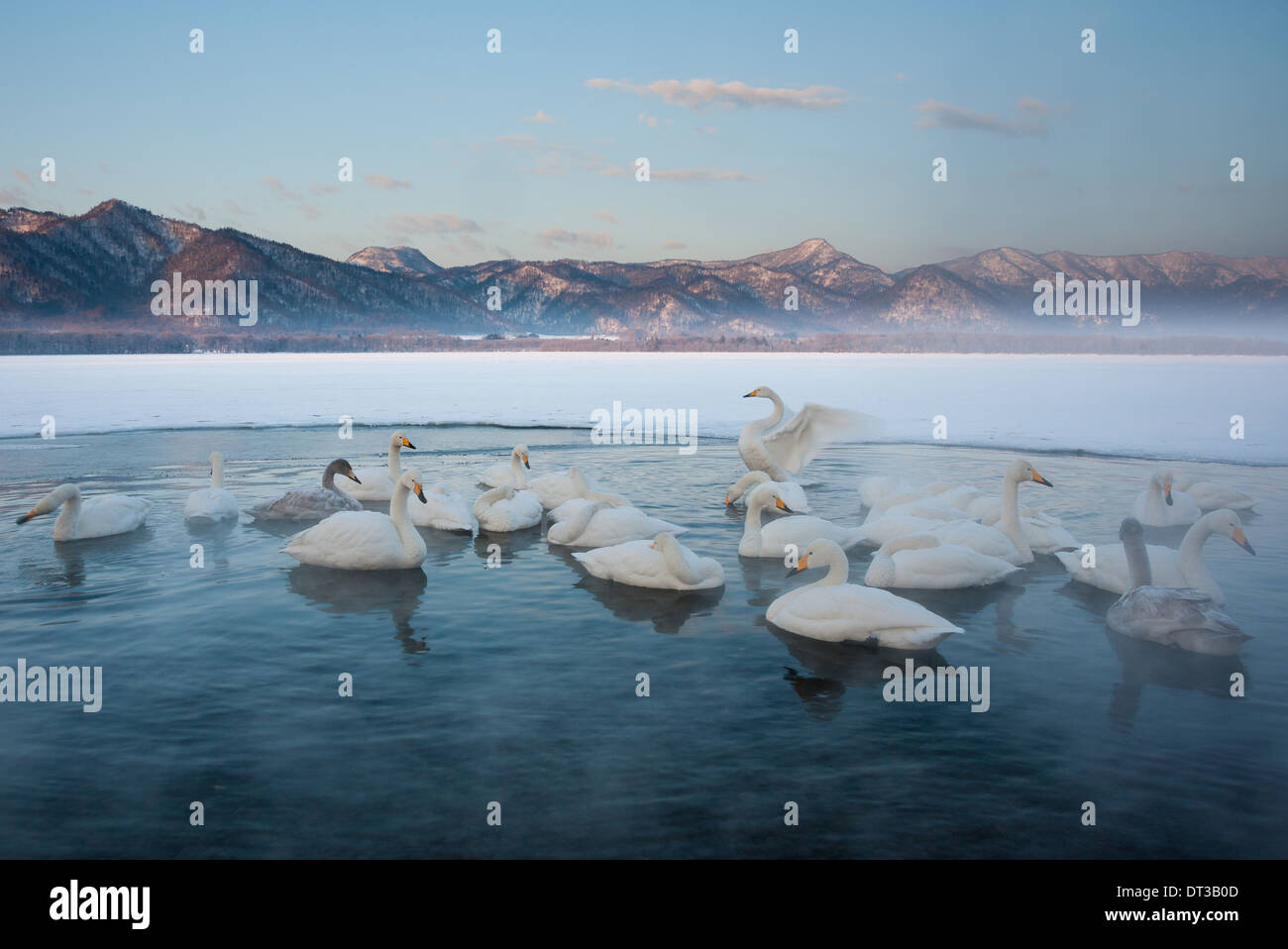 Cygnus cygnus, Whooper swans, on a frozen lake in Hokkaido. Stock Photo