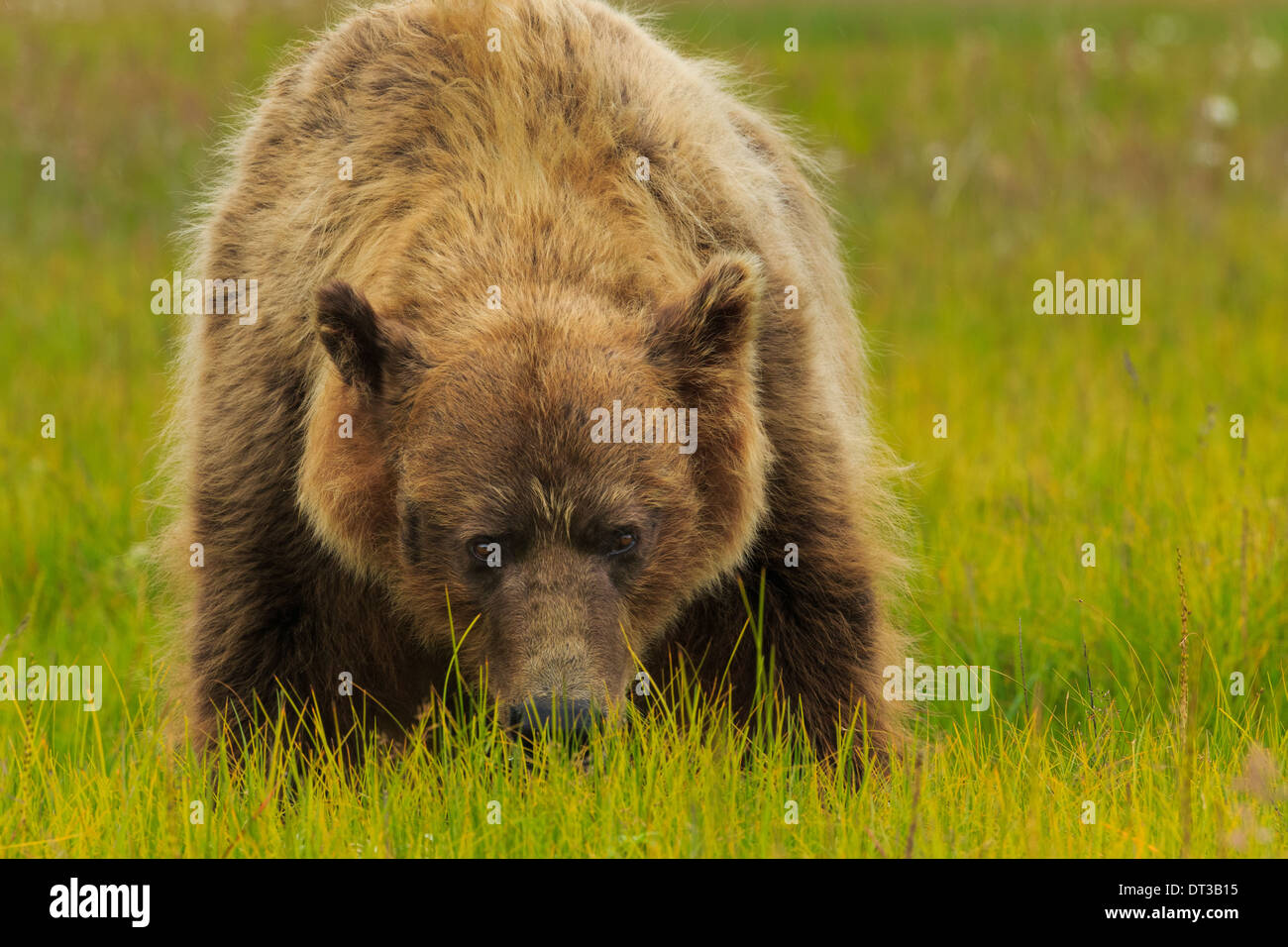 Brown bear, Lake Clark National Park, Alaska, USA Stock Photo