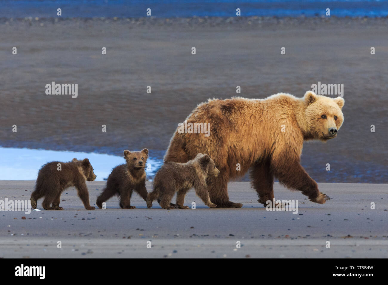 Brown bear sow and cubs, Lake Clark National Park, Alaska, USA Stock Photo