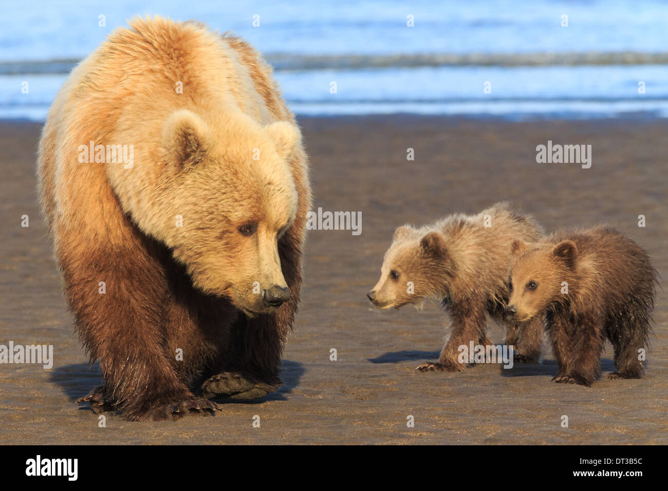Brown bear sow and cubs, Lake Clark National Park, Alaska, USA Stock Photo