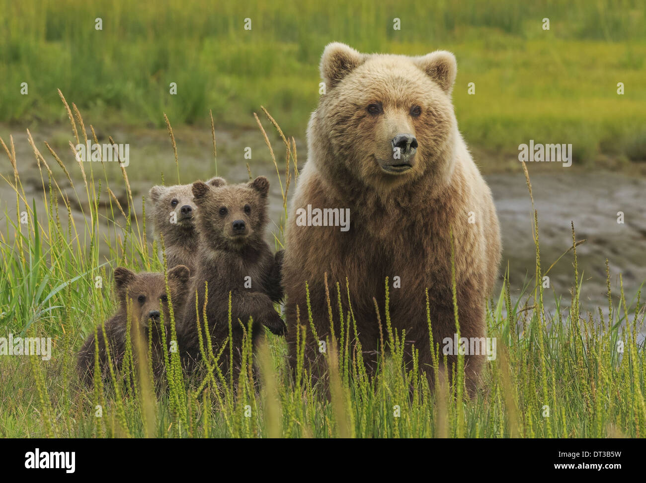 Brown bear sow and cubs, Lake Clark National Park, Alaska, USA Stock Photo