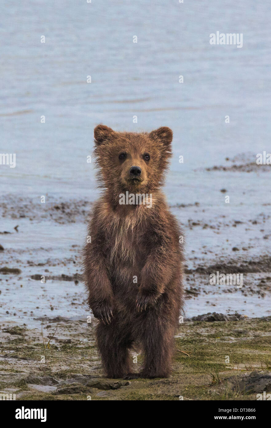 Brown bear cub, Lake Clark National Park, Alaska, USA Stock Photo