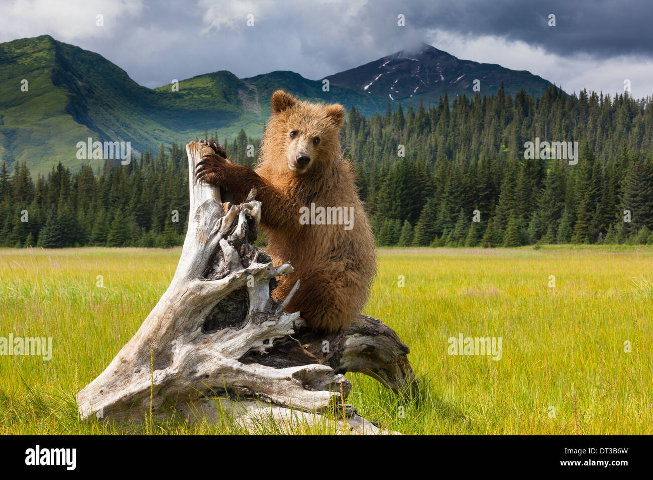 Brown bear, Lake Clark National Park, Alaska Stock Photo