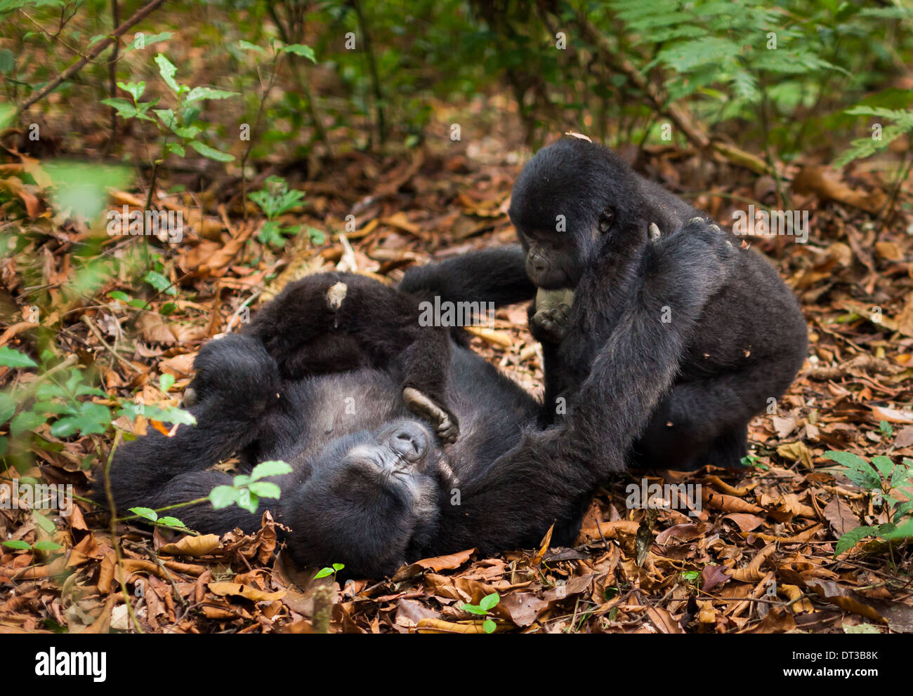 A mountain gorilla family. Three animals in the wild in Rwanda. Gorilla beringei beringei, Stock Photo
