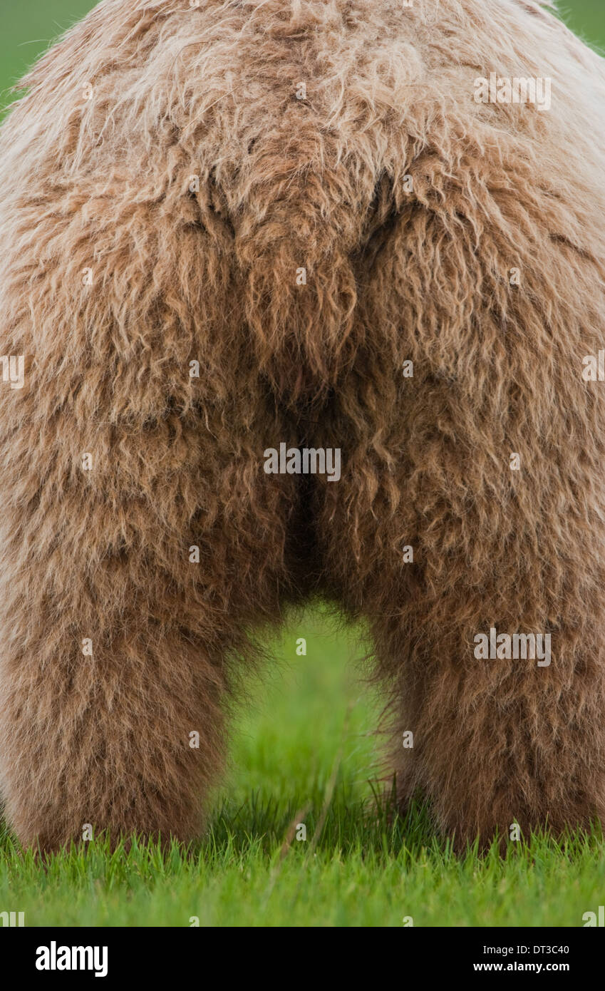 Brown Bear Tail High Resolution Stock Photography and Images - Alamy