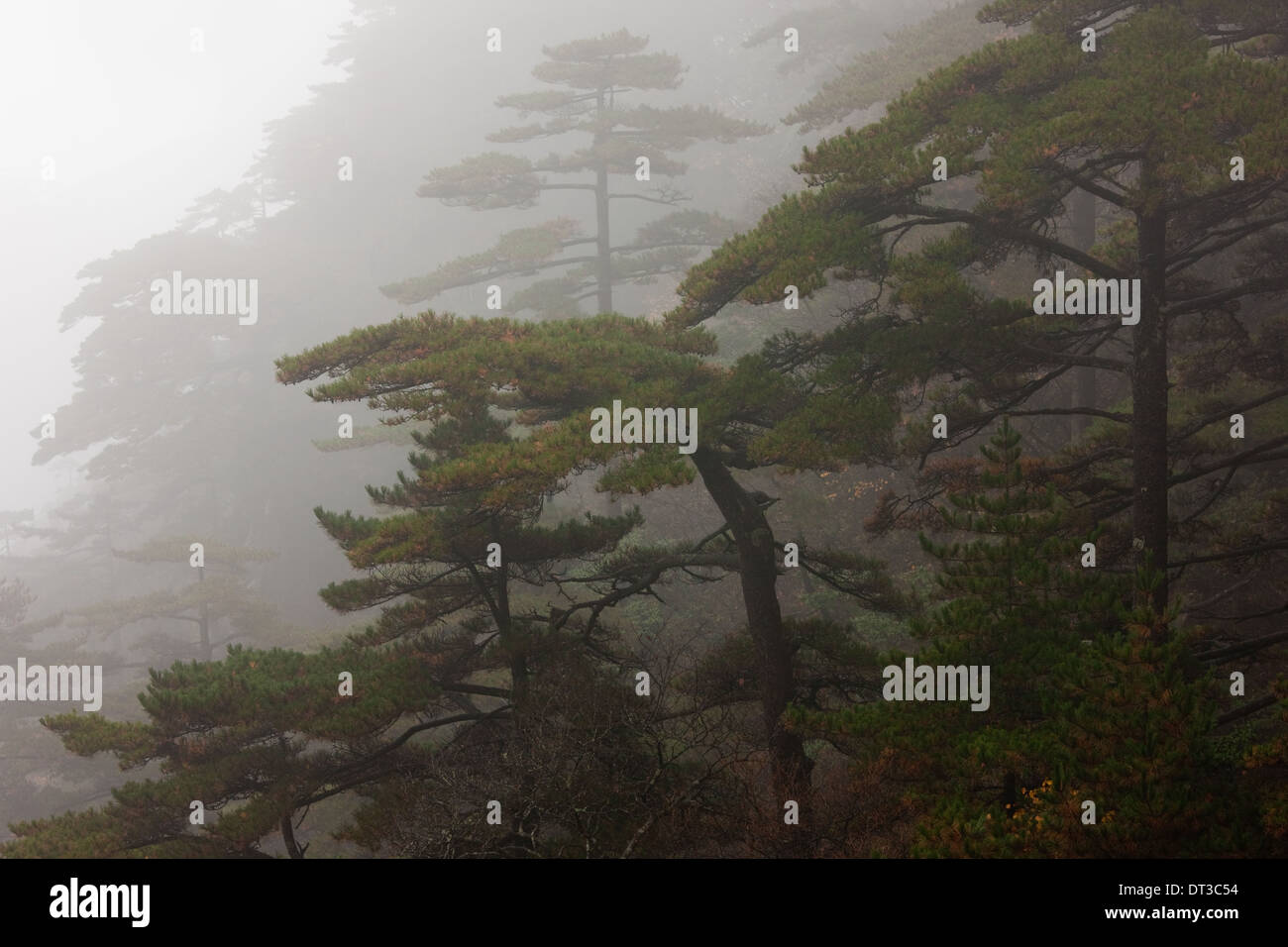 Huang Shan, Anhui Province, China Stock Photo