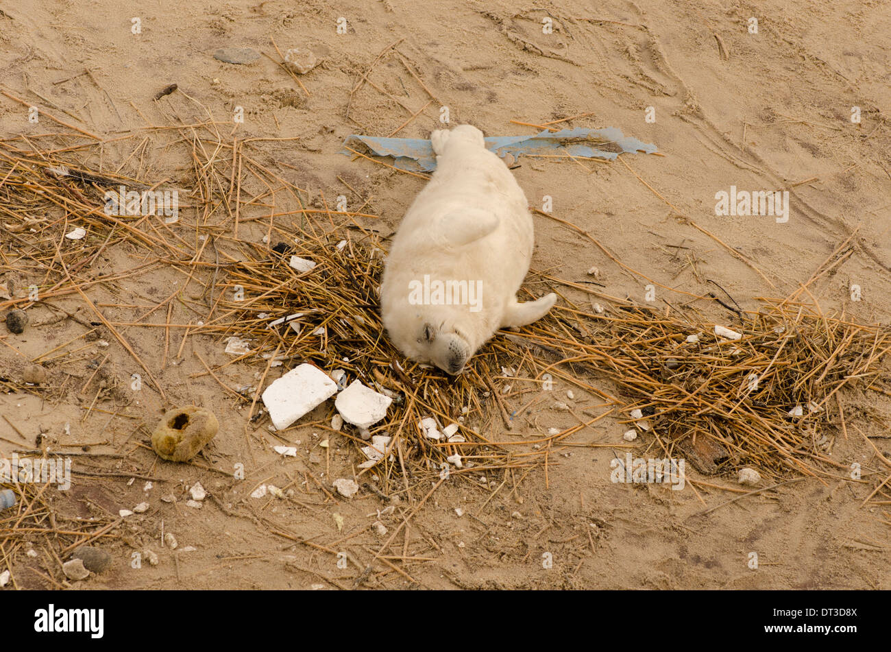 Grey seal [Halichoerus grypus] Pup. Dead on beach following 2013 tidal surge. December. Norfolk. Near Winterton Dunes. UK Stock Photo