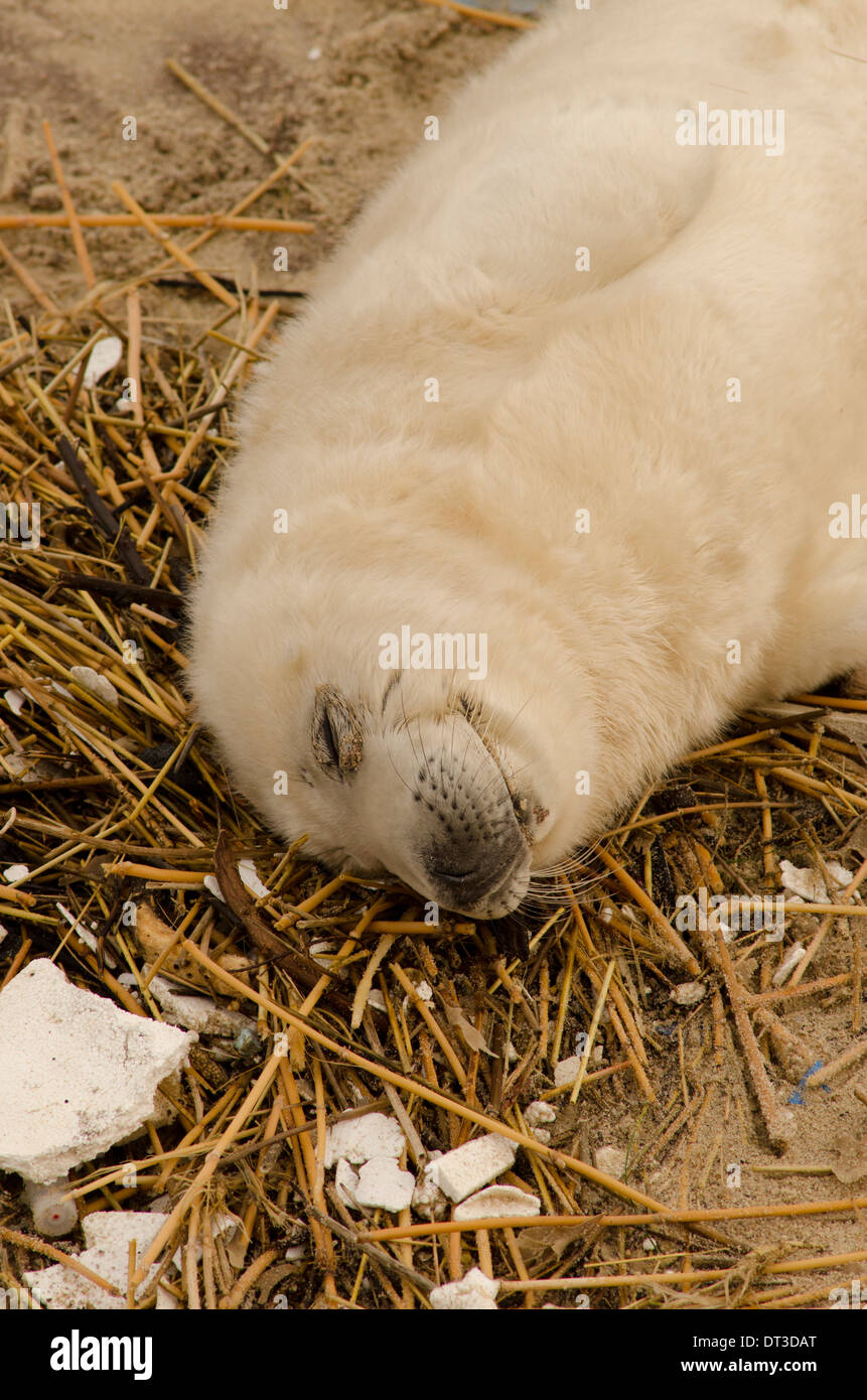 Grey seal [Halichoerus grypus] Pup. Dead on beach following 2013 tidal surge. December. Norfolk. Near Winterton Dunes. UK Stock Photo