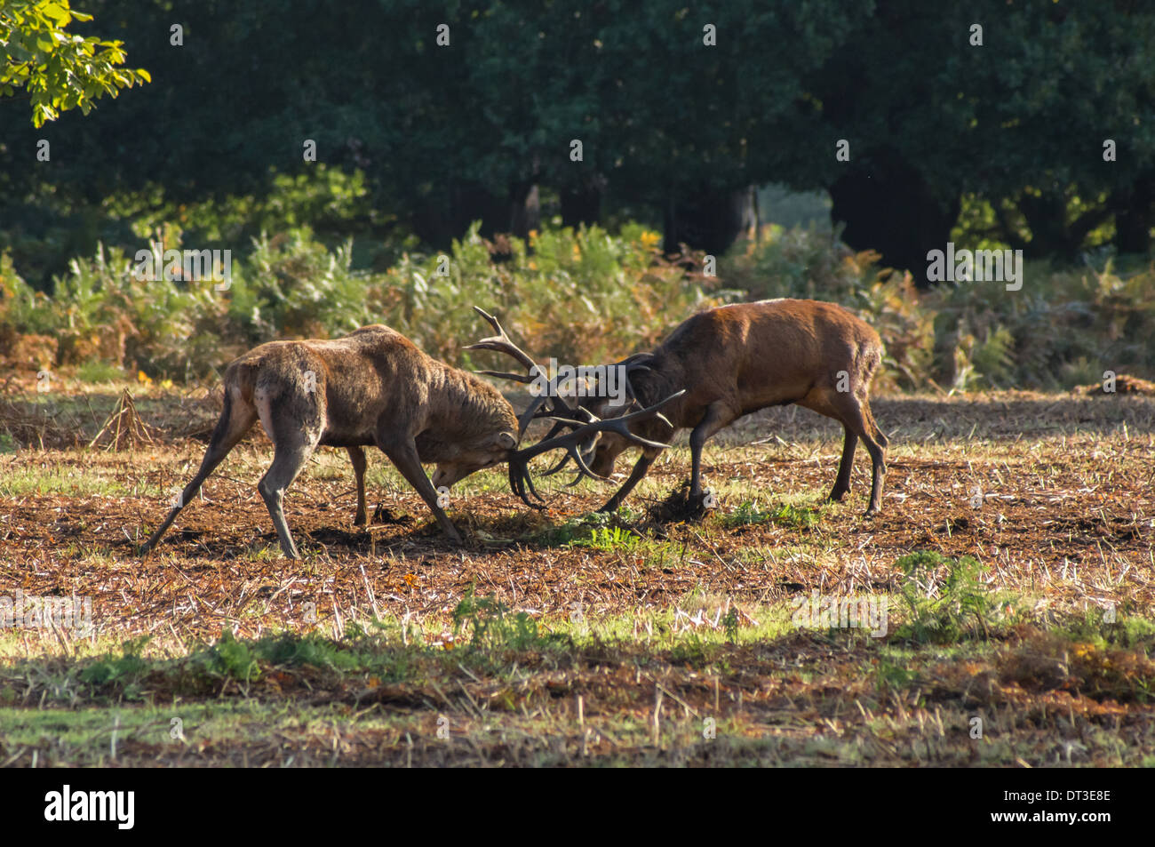 Red deer stags clashing antlers during rutting season Stock Photo
