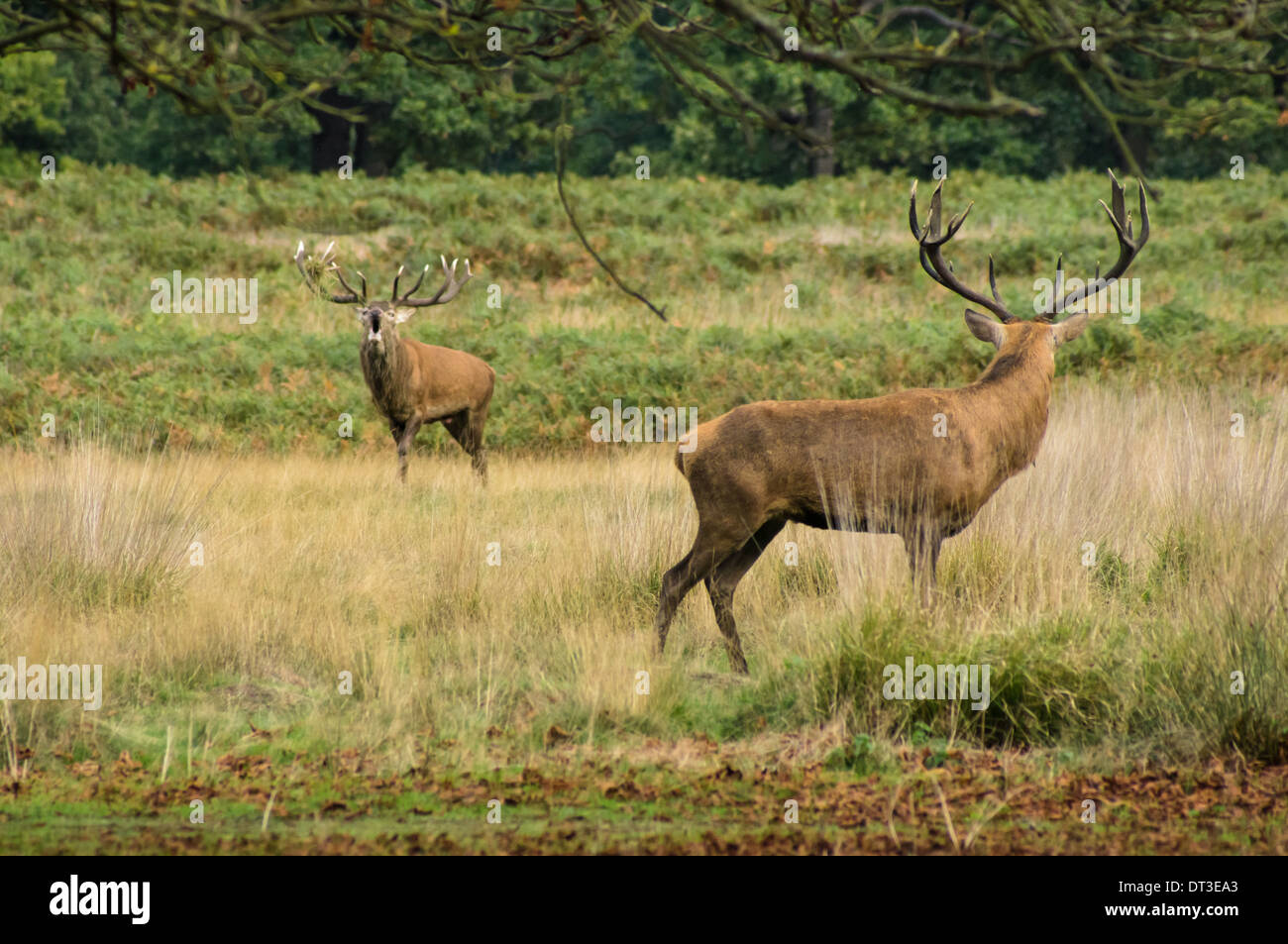 Red deer standing on meadow in forest Stock Photo